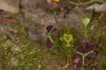 Tufted yellow woodsorrel